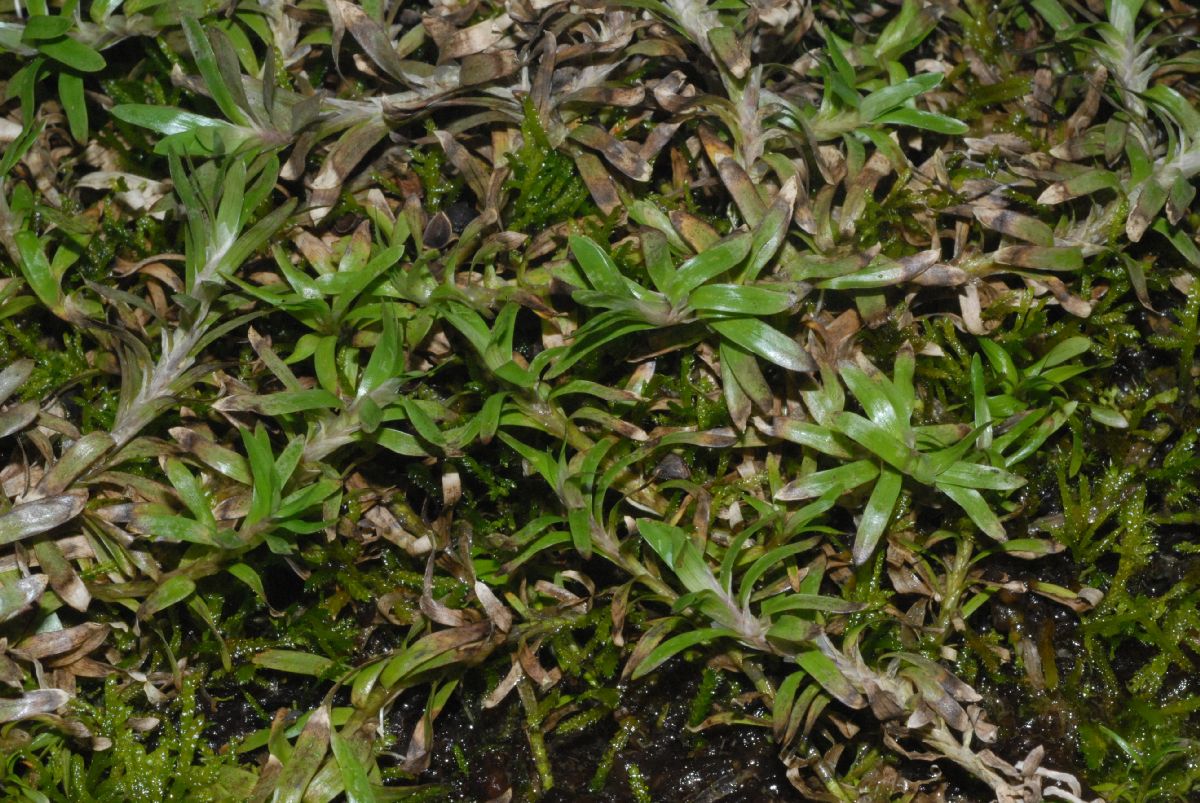 Pontederiaceae Heteranthera zosterifolia