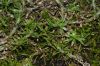 image of Heteranthera zosterifolia