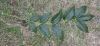 image of Phellodendron amurense