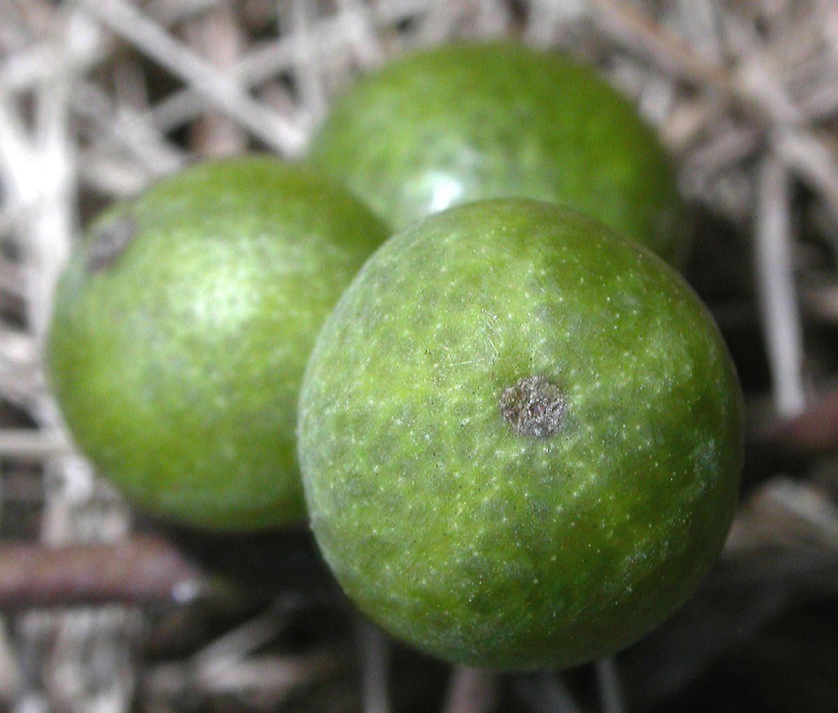 Rutaceae Phellodendron amurense