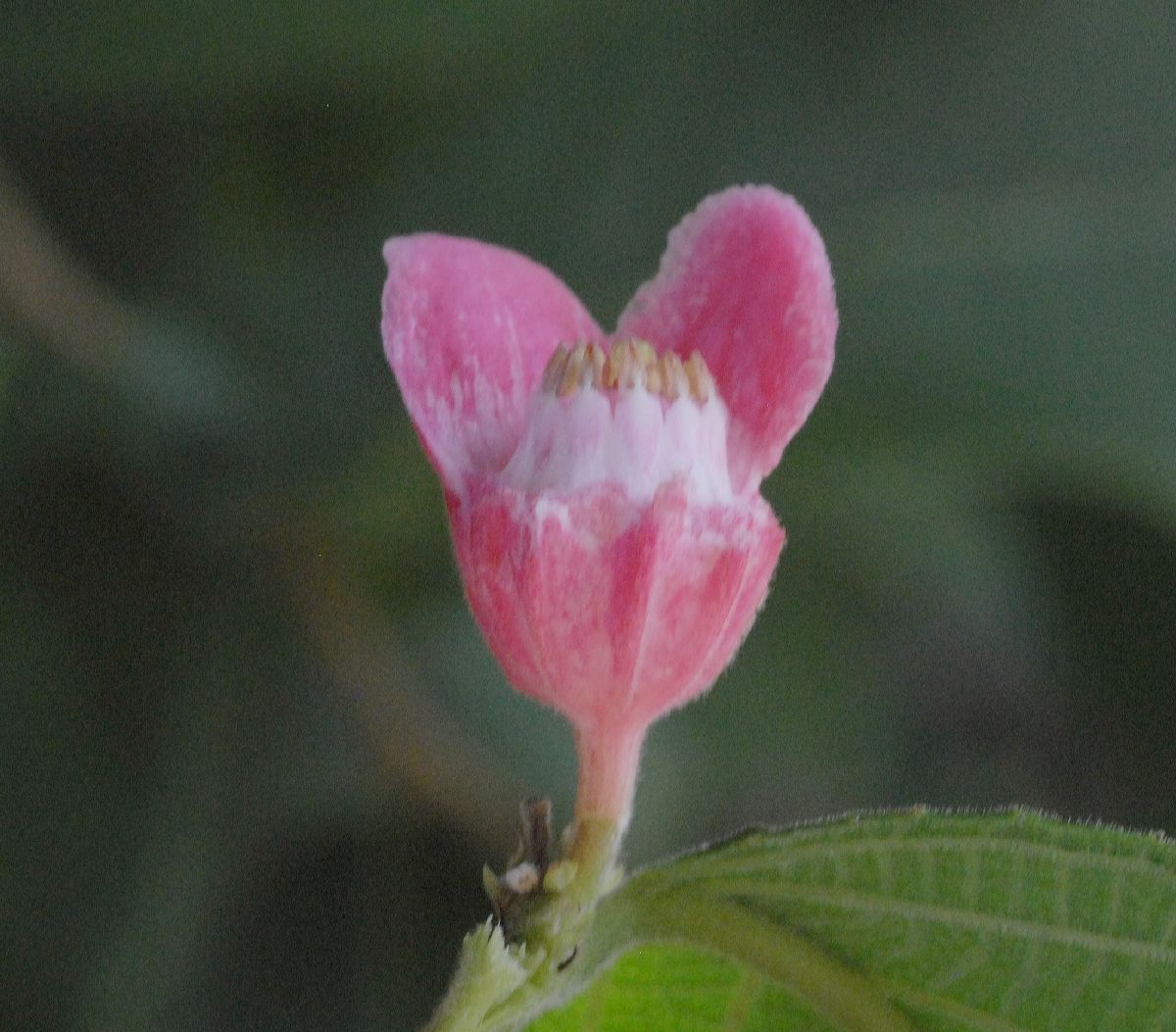 Samydaceae Samyda dodecandra