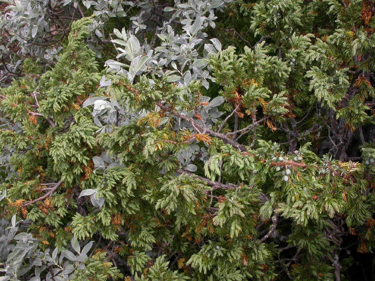 Cupressaceae Juniperus communis