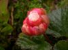 image of Rubus chamaemorus