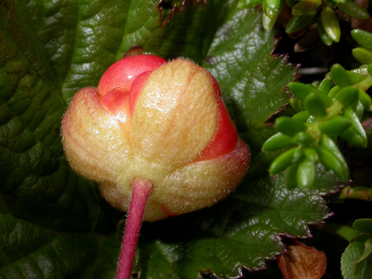 Rosaceae Rubus chamaemorus