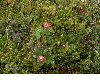 image of Rubus chamaemorus
