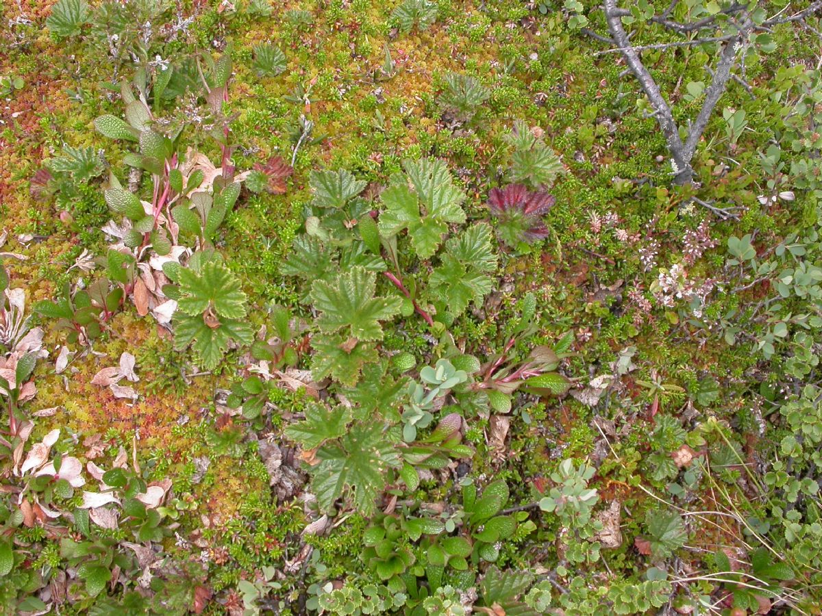 Rosaceae Rubus chamaemorus
