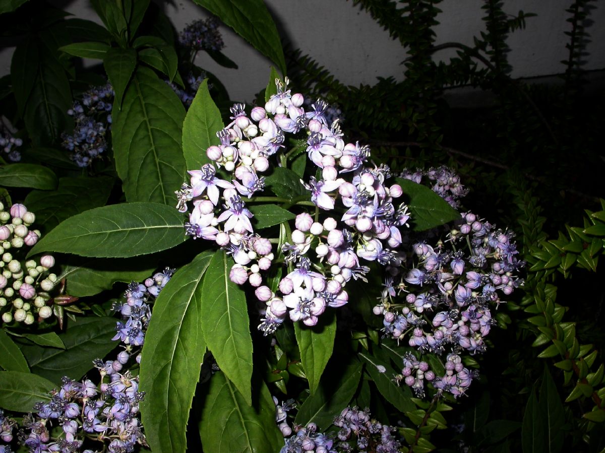 Hydrangeaceae Dichroa febrifuga