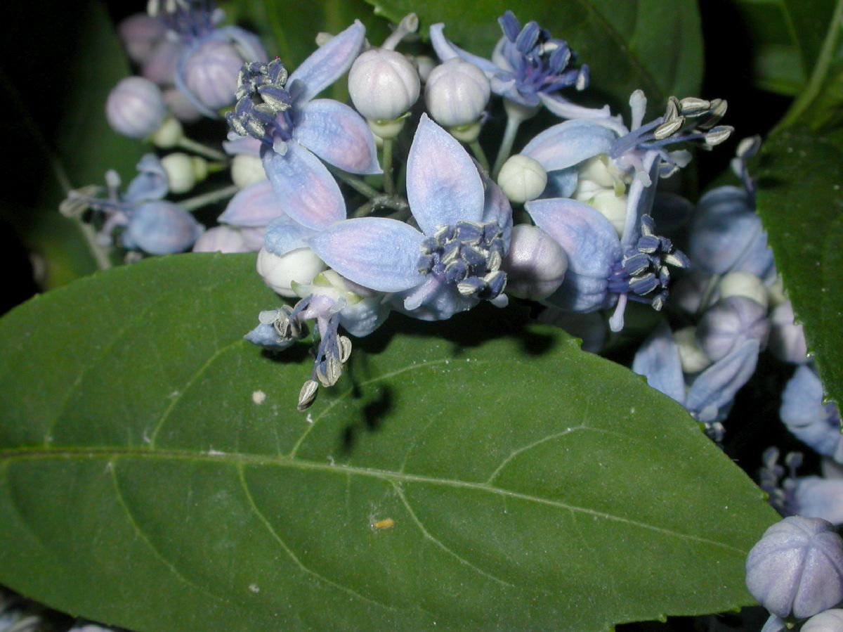 Hydrangeaceae Dichroa febrifuga