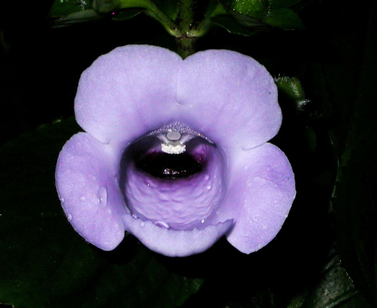 Gesneriaceae Gloxinia perennis