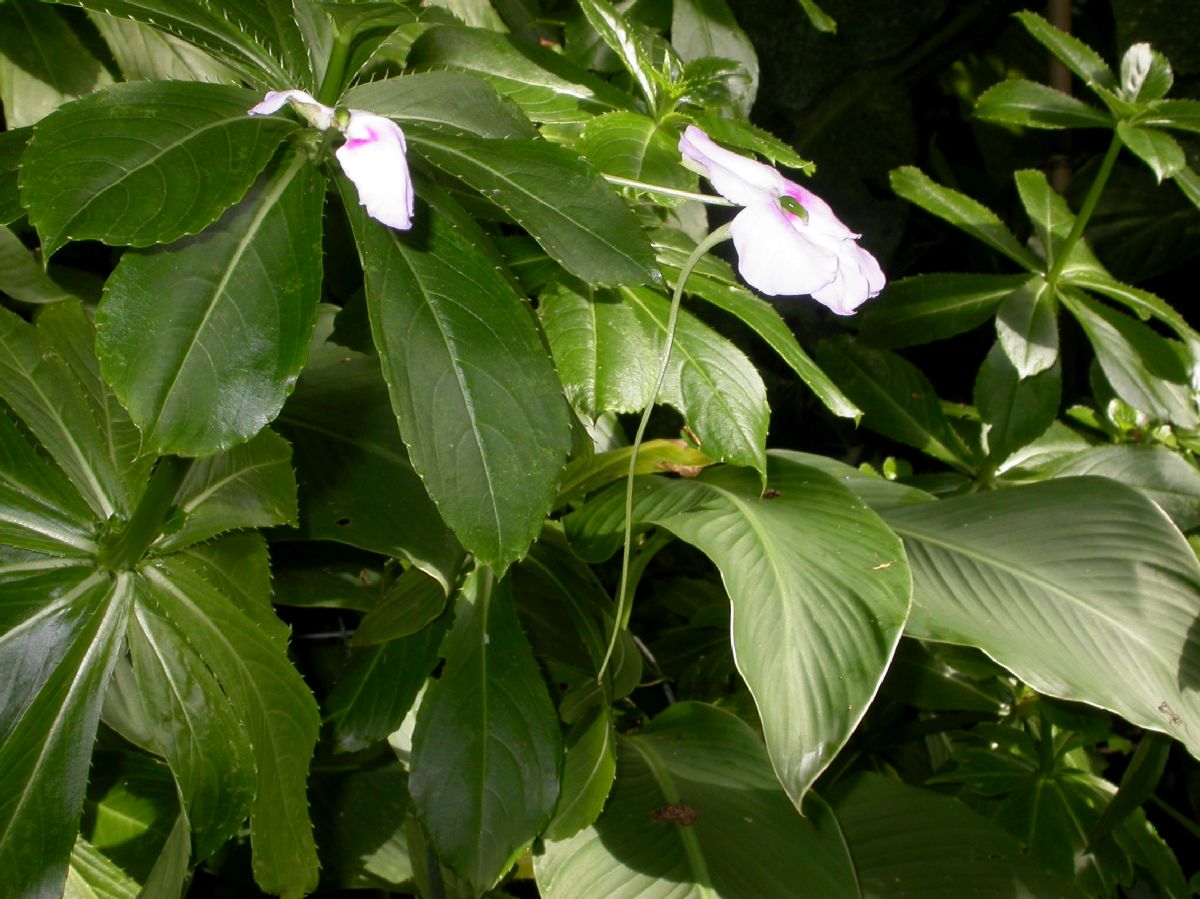 Balsaminaceae Impatiens sodenii