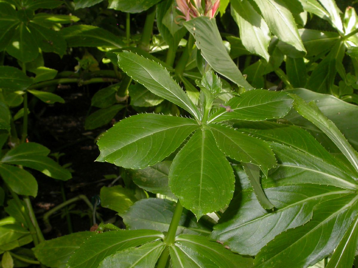Balsaminaceae Impatiens sodenii