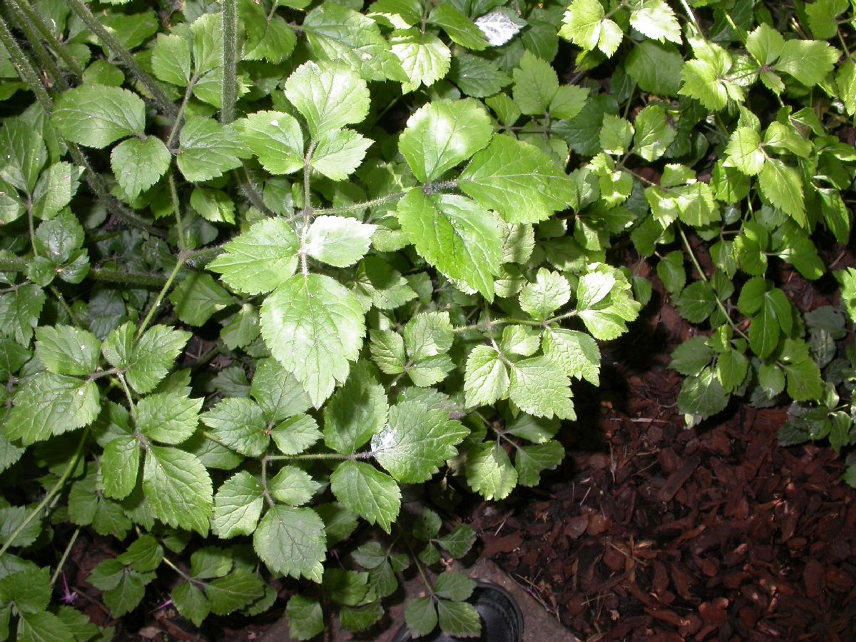 Ranunculaceae Knowltonia bracteata