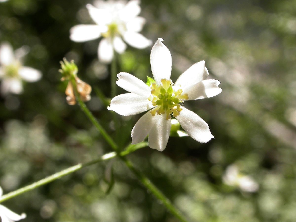 Ranunculaceae Knowltonia bracteata