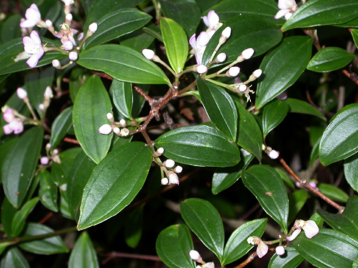 Melastomataceae Pachycentria formosana