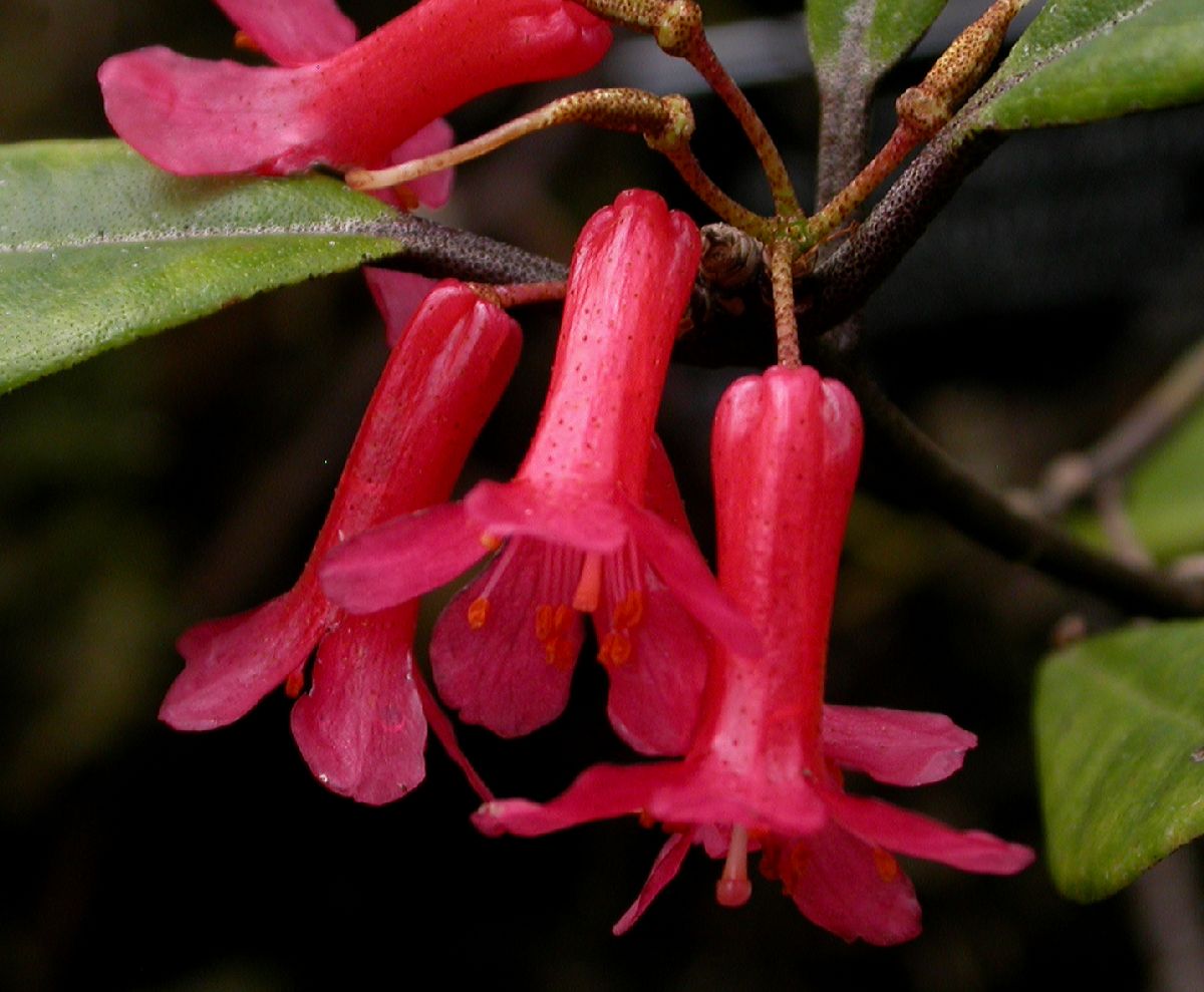 Ericaceae Rhododendron malayanum