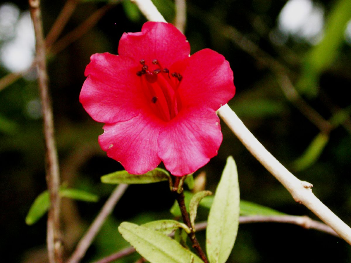 Ericaceae Rhododendron rarum