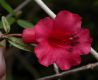image of Rhododendron rarum