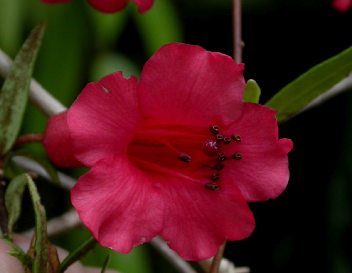 Ericaceae Rhododendron rarum