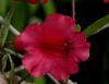 image of Rhododendron rarum