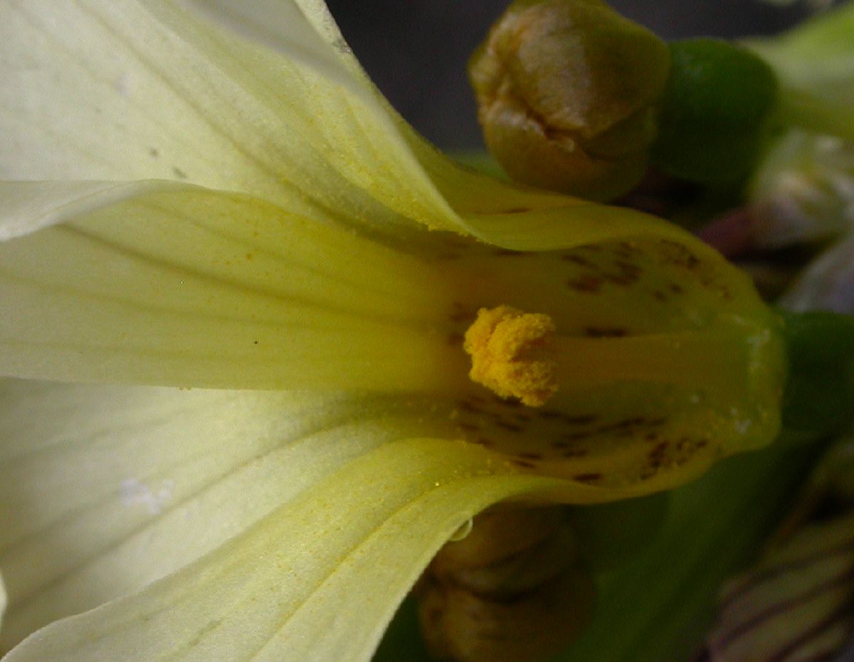 Iridaceae Sisyrinchium striatum