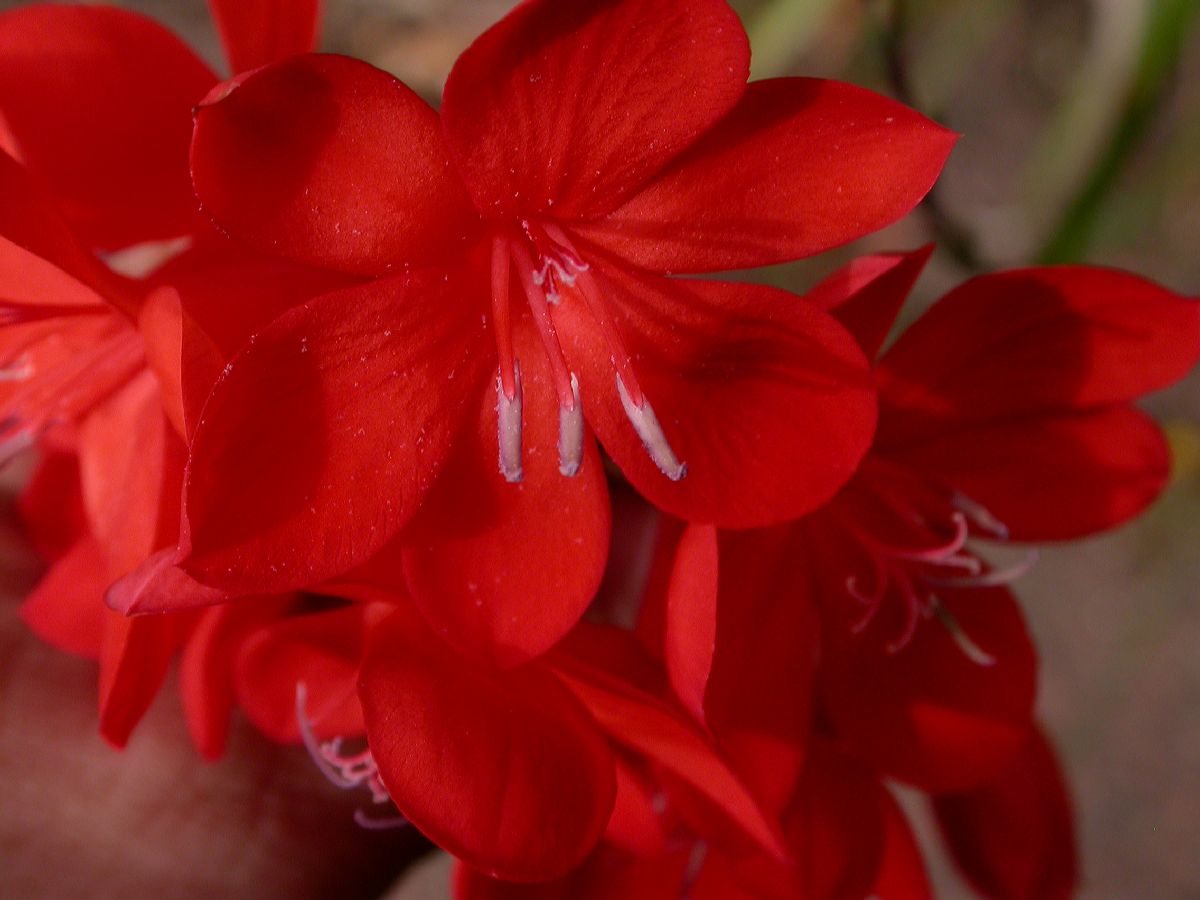 Iridaceae Watsonia pillansii