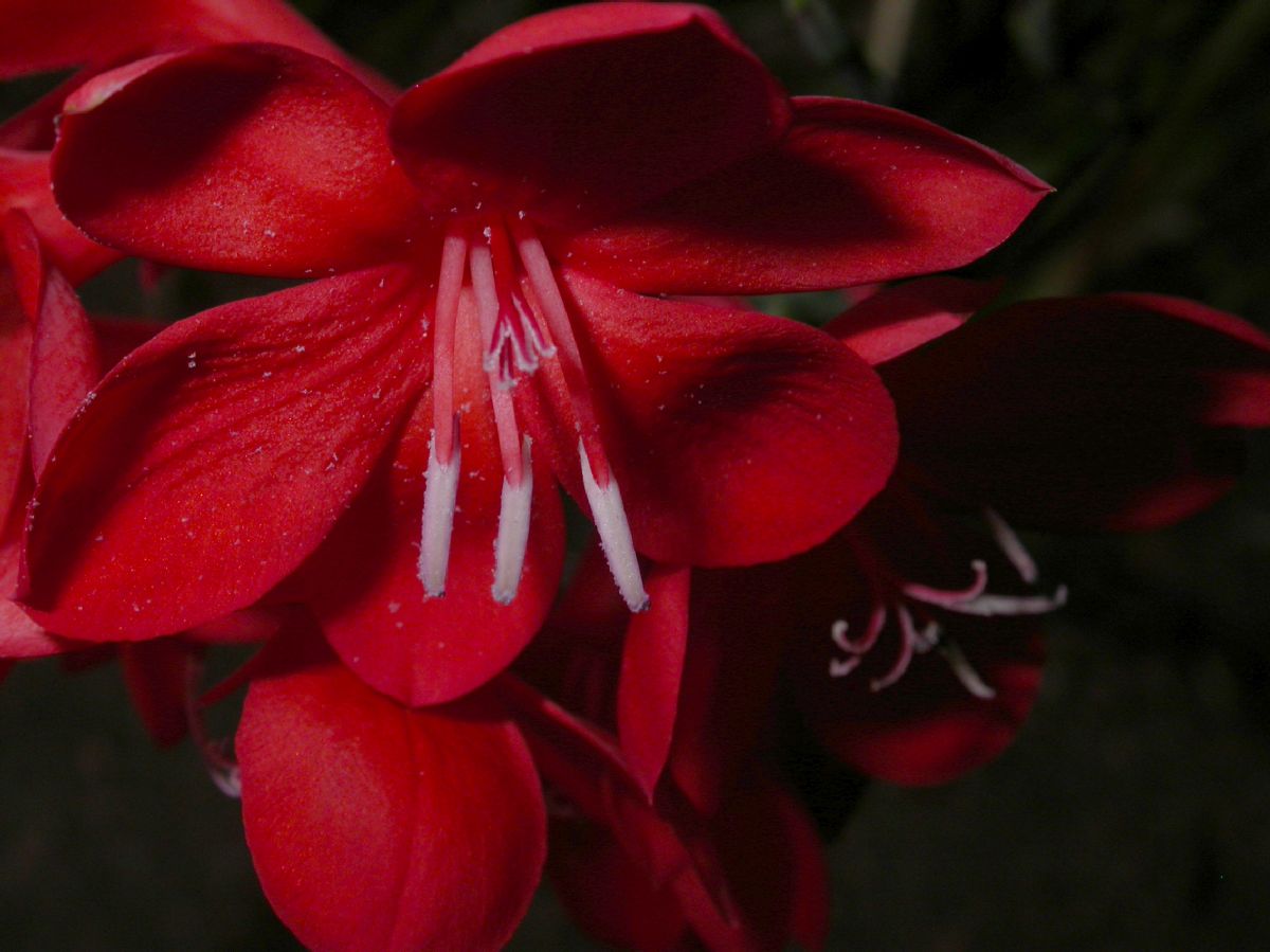 Iridaceae Watsonia pillansii