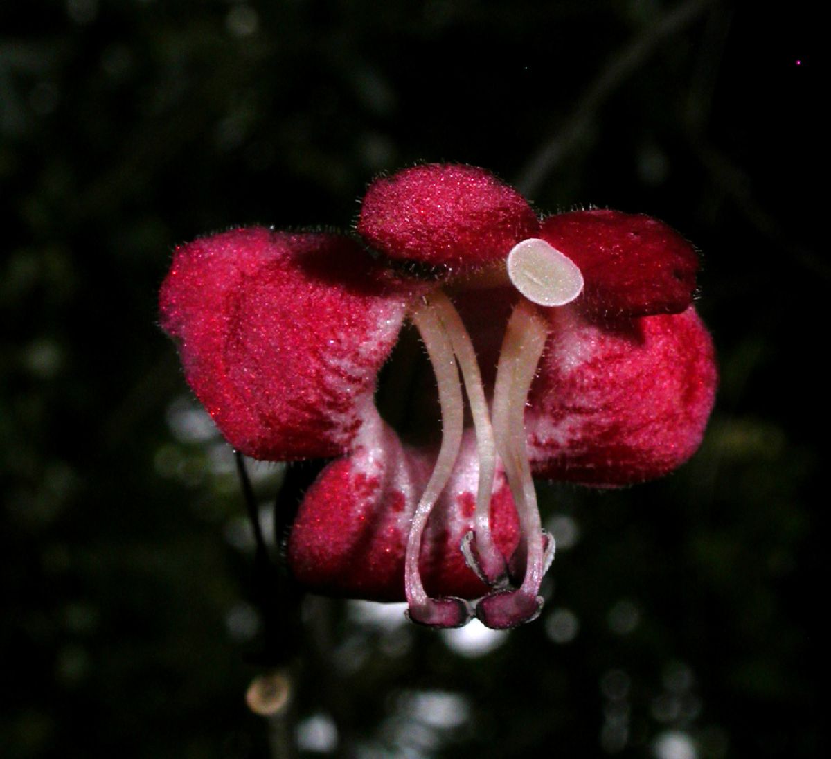 Gesneriaceae Aeschynanthus oxychlamys