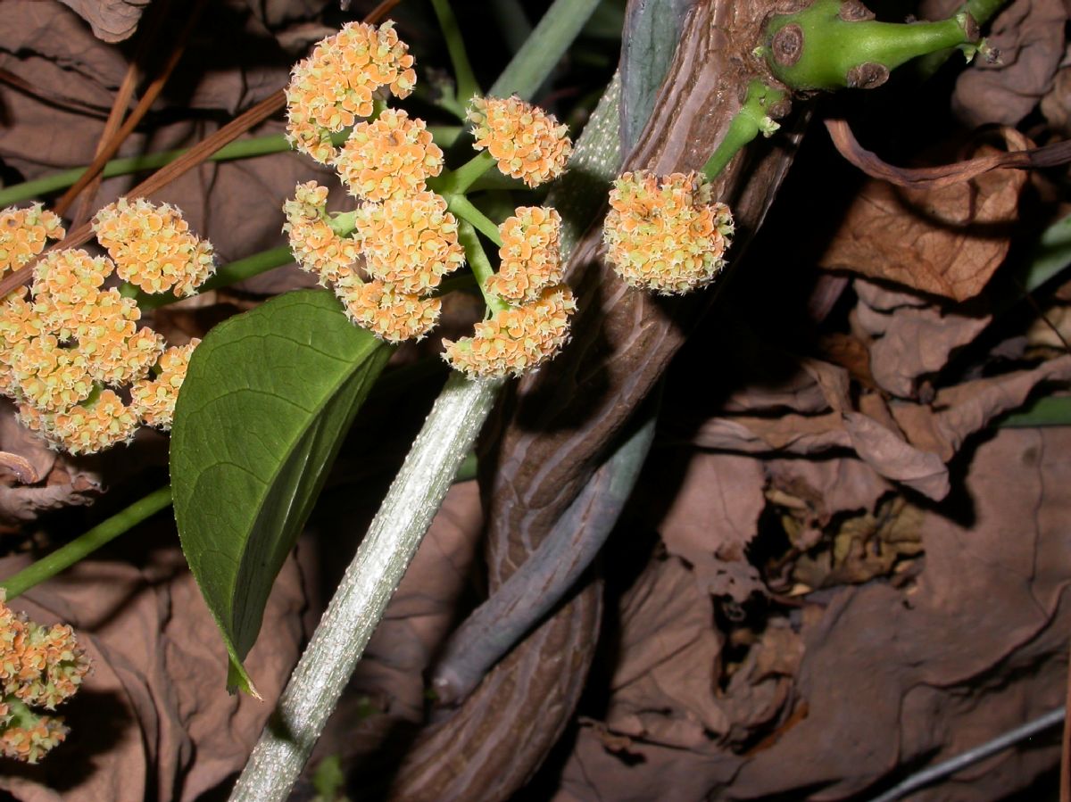 Violaceae Corynstylis hybanthus
