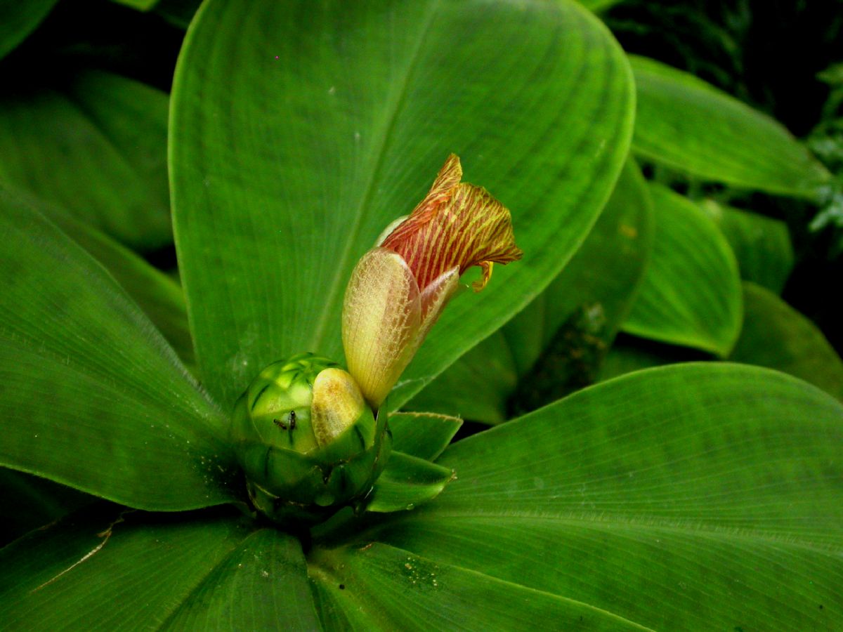 Costaceae Costus malortieanus