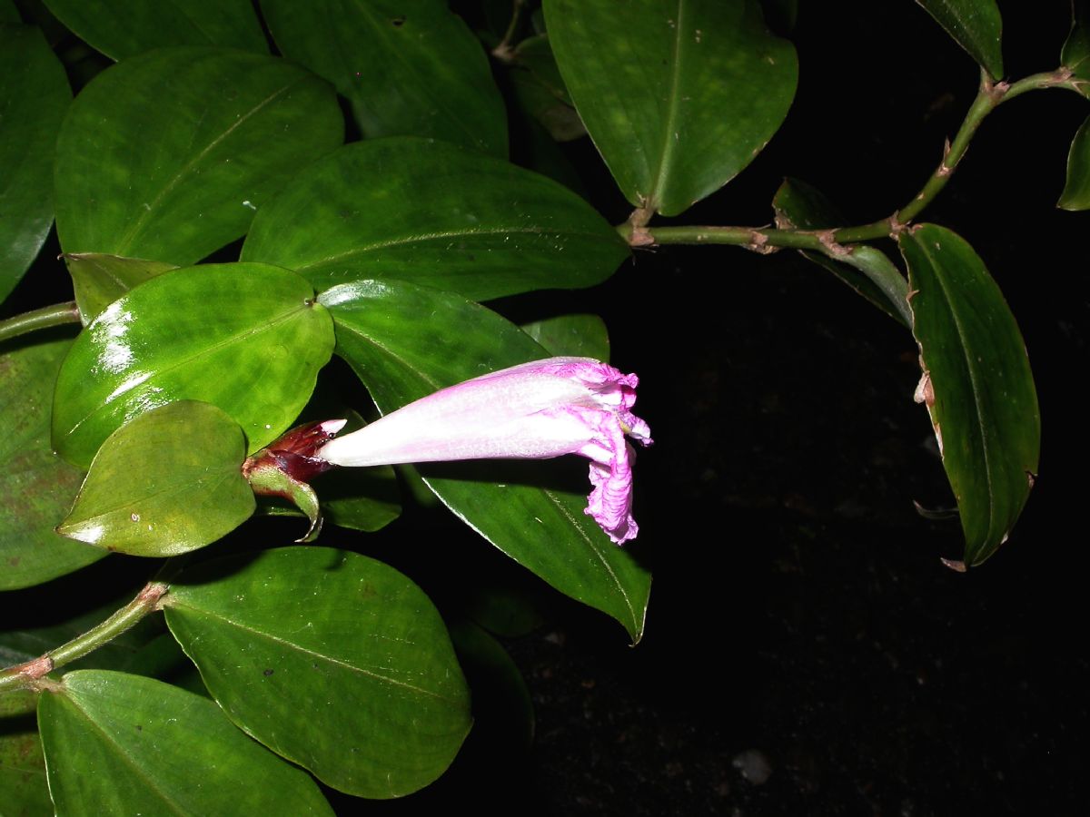 Costaceae Costus tappenbeckianus