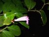 image of Costus tappenbeckianus