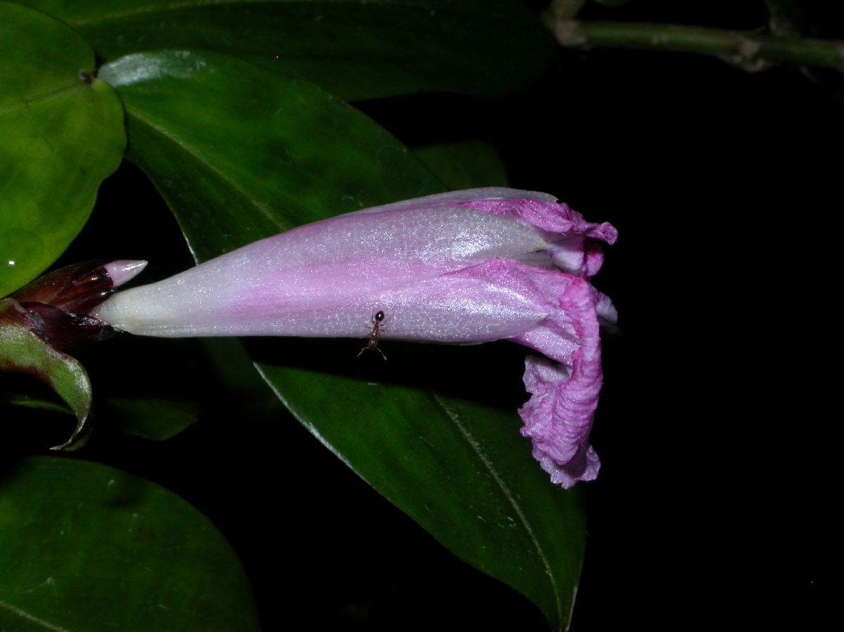 Costaceae Costus tappenbeckianus