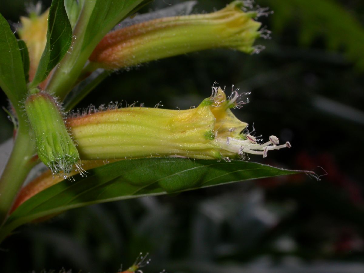 Lythraceae Cuphea micropetala