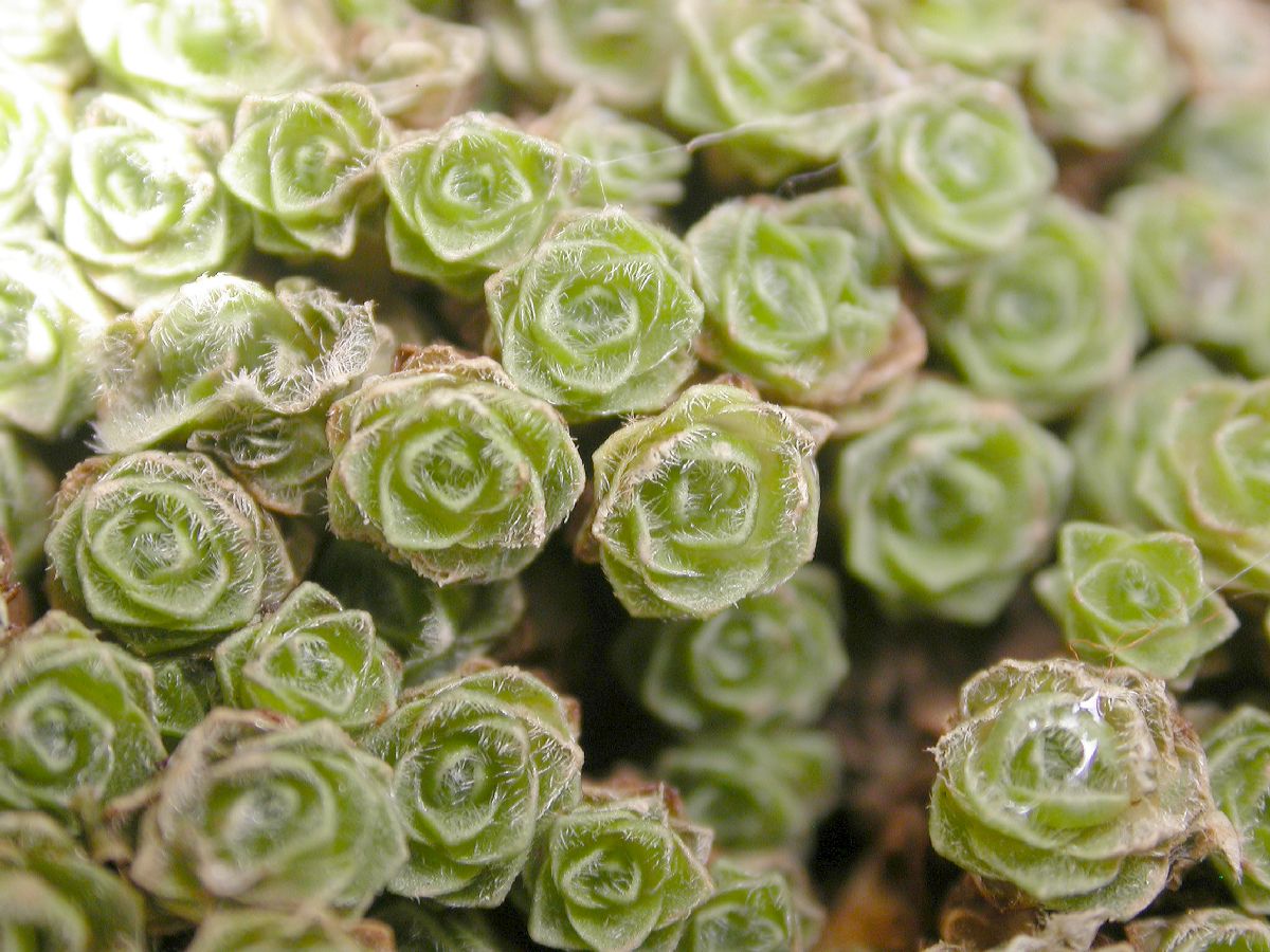 Primulaceae Dionysia curviflora
