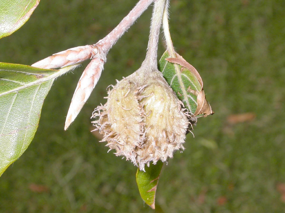 Fagaceae Fagus sylvatica