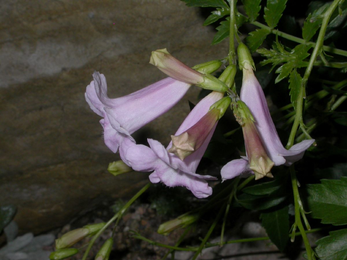 Bignoniaceae Incarvillea arguta