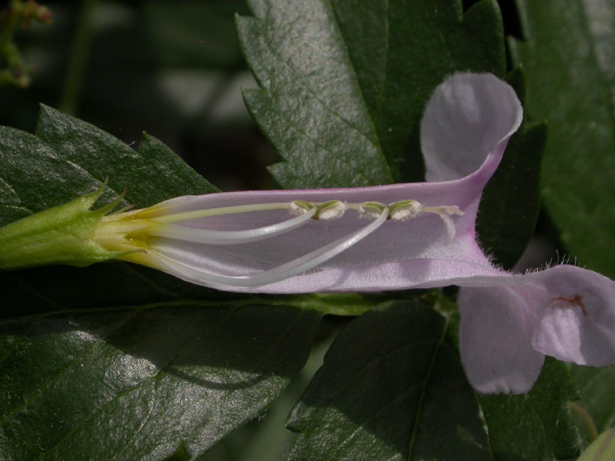 Bignoniaceae Incarvillea arguta