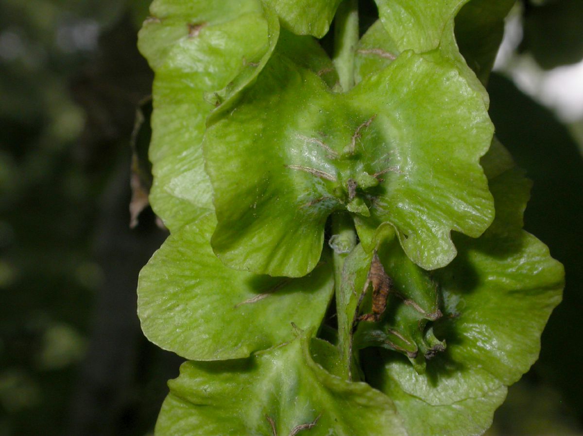 Juglandaceae Pterocarya fraxinifolia