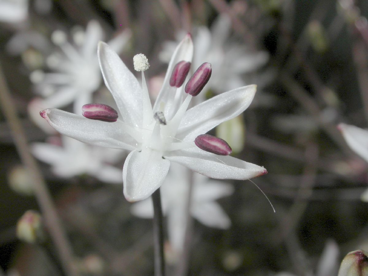 Amaryllidaceae Strumaria chaplinii