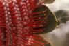 image of Banksia coccinea