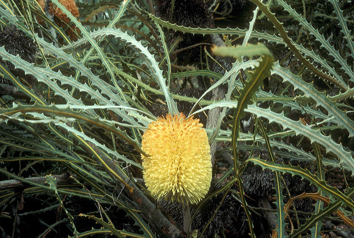 Proteaceae Banksia elderana