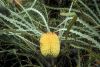 image of Banksia elderana