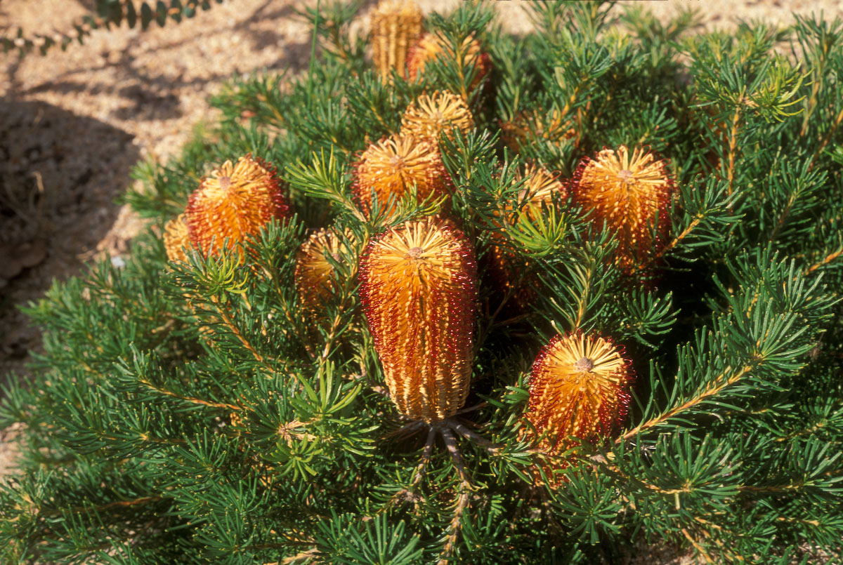 Proteaceae Banksia ericifolia