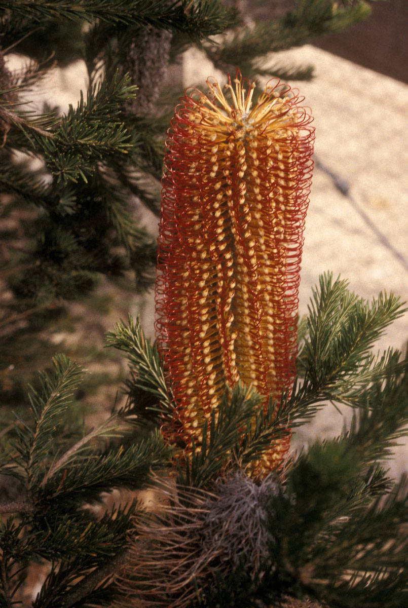Proteaceae Banksia ericifolia