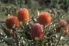 image of Banksia menziesii