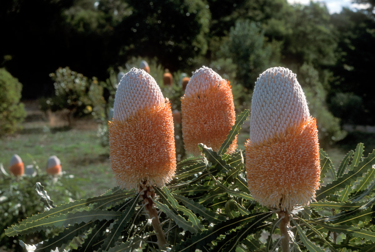 Proteaceae Banksia prionotes
