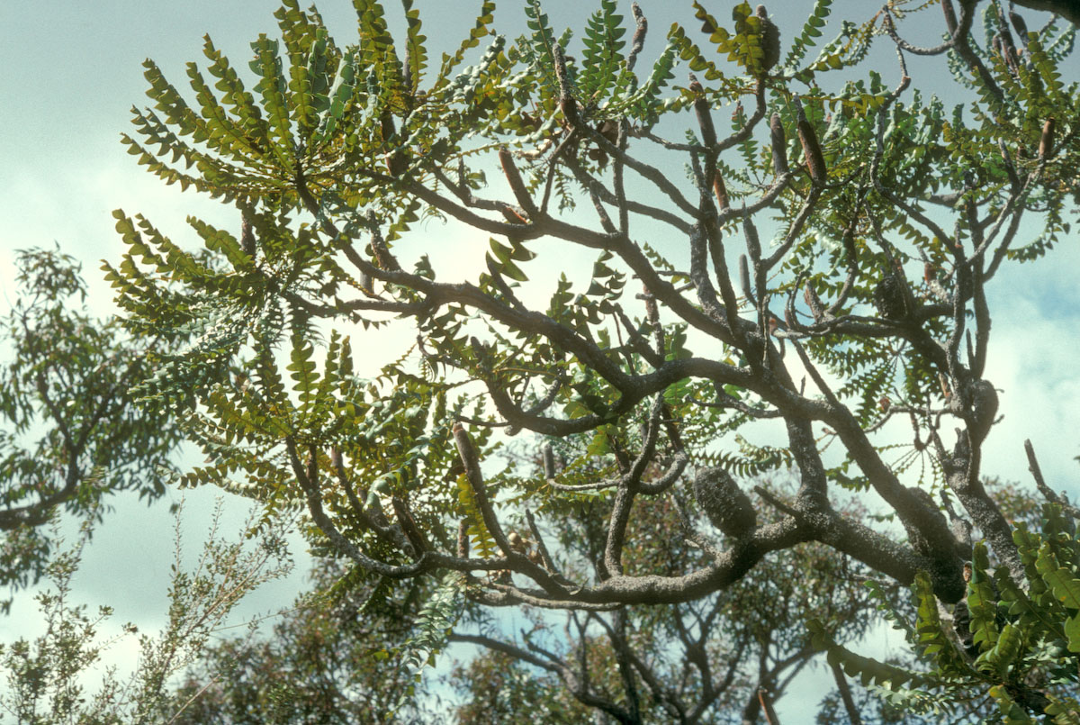 Proteaceae Banksia serrata