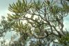image of Banksia serrata