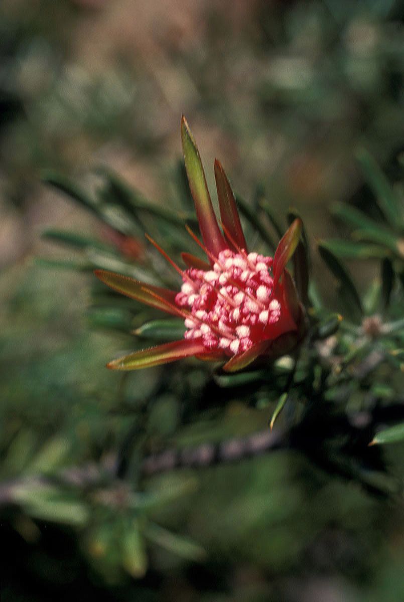 Proteaceae Lambertia formosa