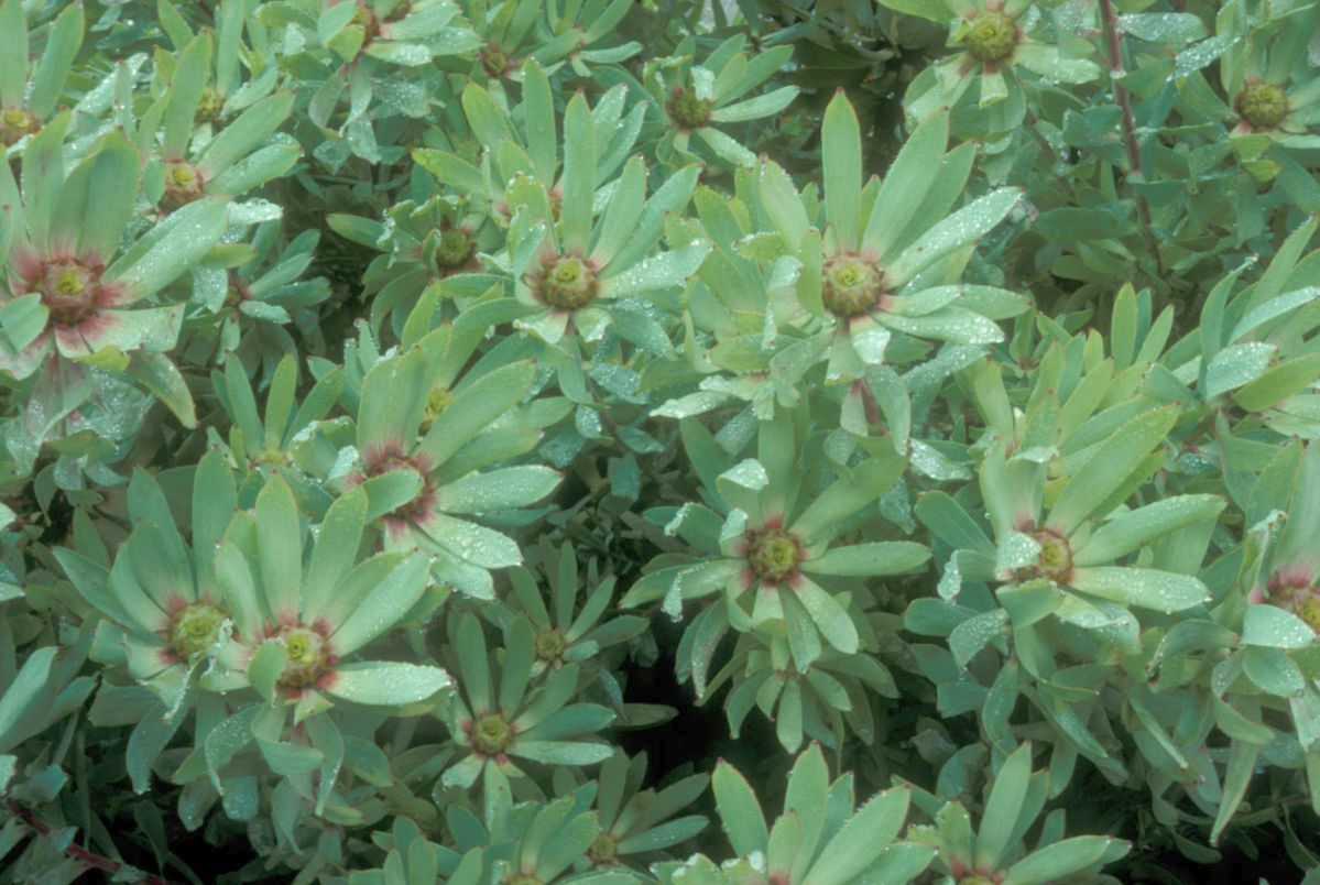 Proteaceae Leucadendron orientale